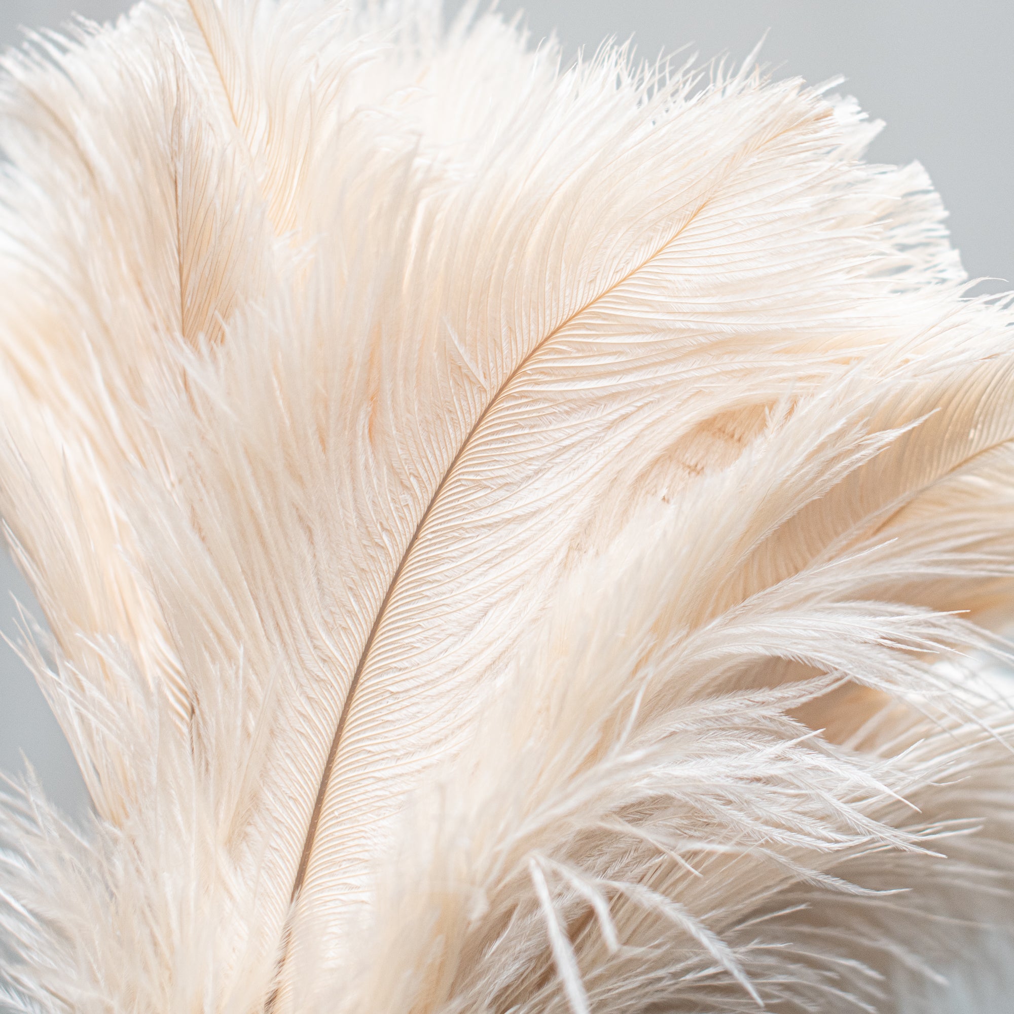 South African-made ostrich feather duster by Heaven in Earth (HIE), featuring soft, natural ostrich feathers that attract dust without spreading it. The lightweight wooden handle makes it easy to use, offering an elegant, eco-friendly solution for gentle, effective cleaning