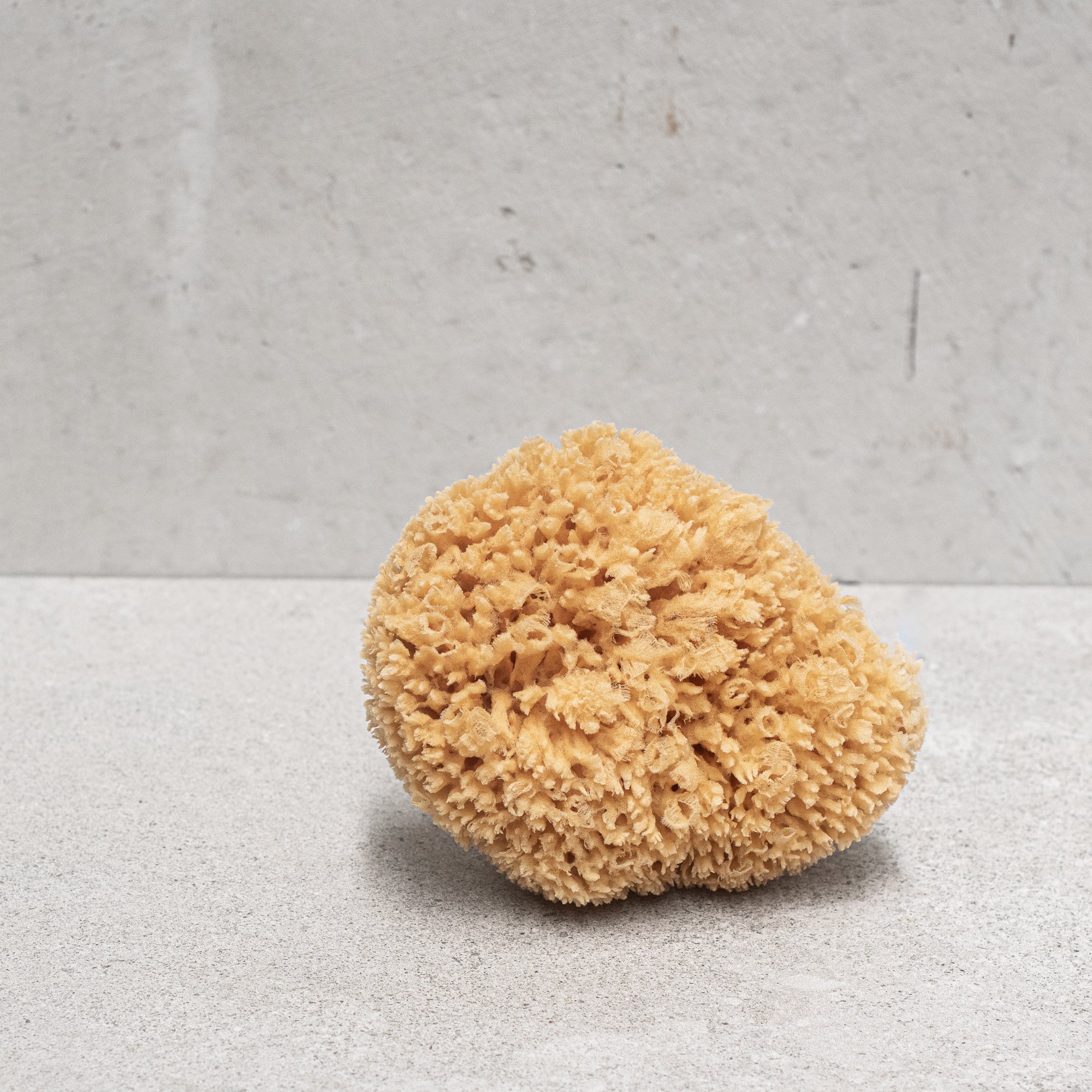 Natural Sponge - Heaven in Earth by croll & denecke