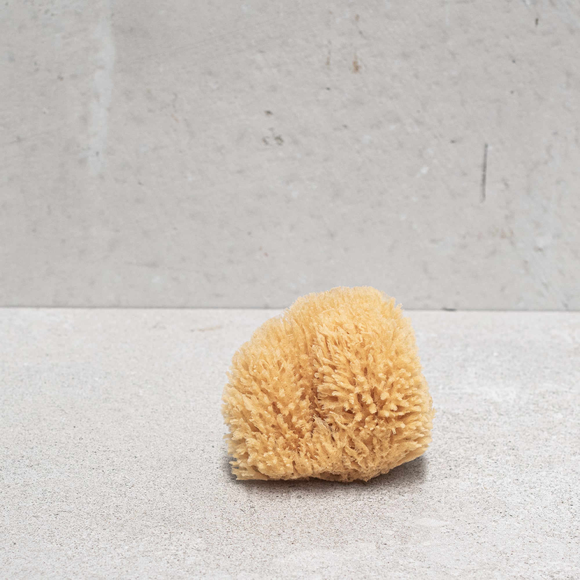 Natural Sponge 12 cm - Heaven in Earth by croll & denecke