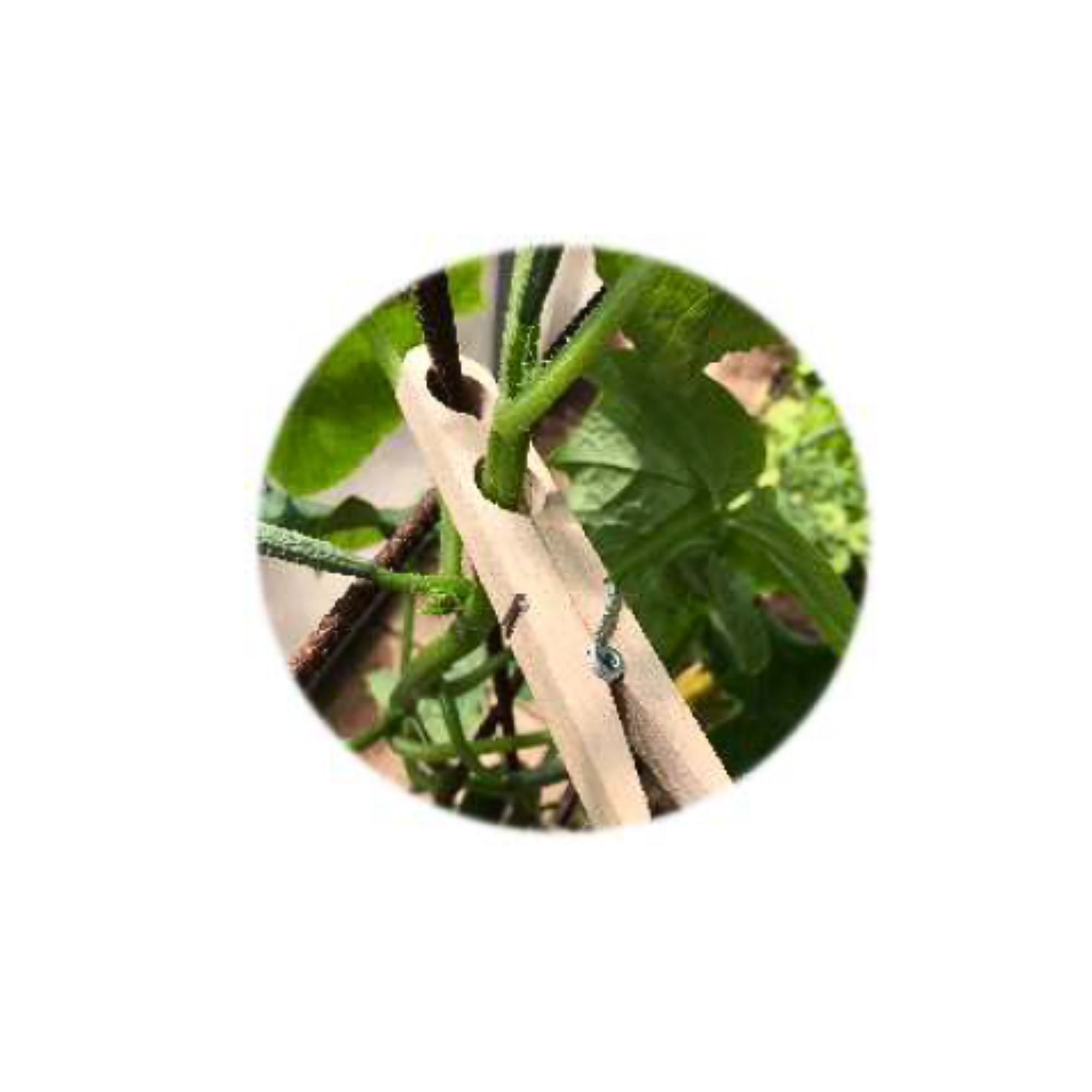 heaven in earth german made wooden plant peg