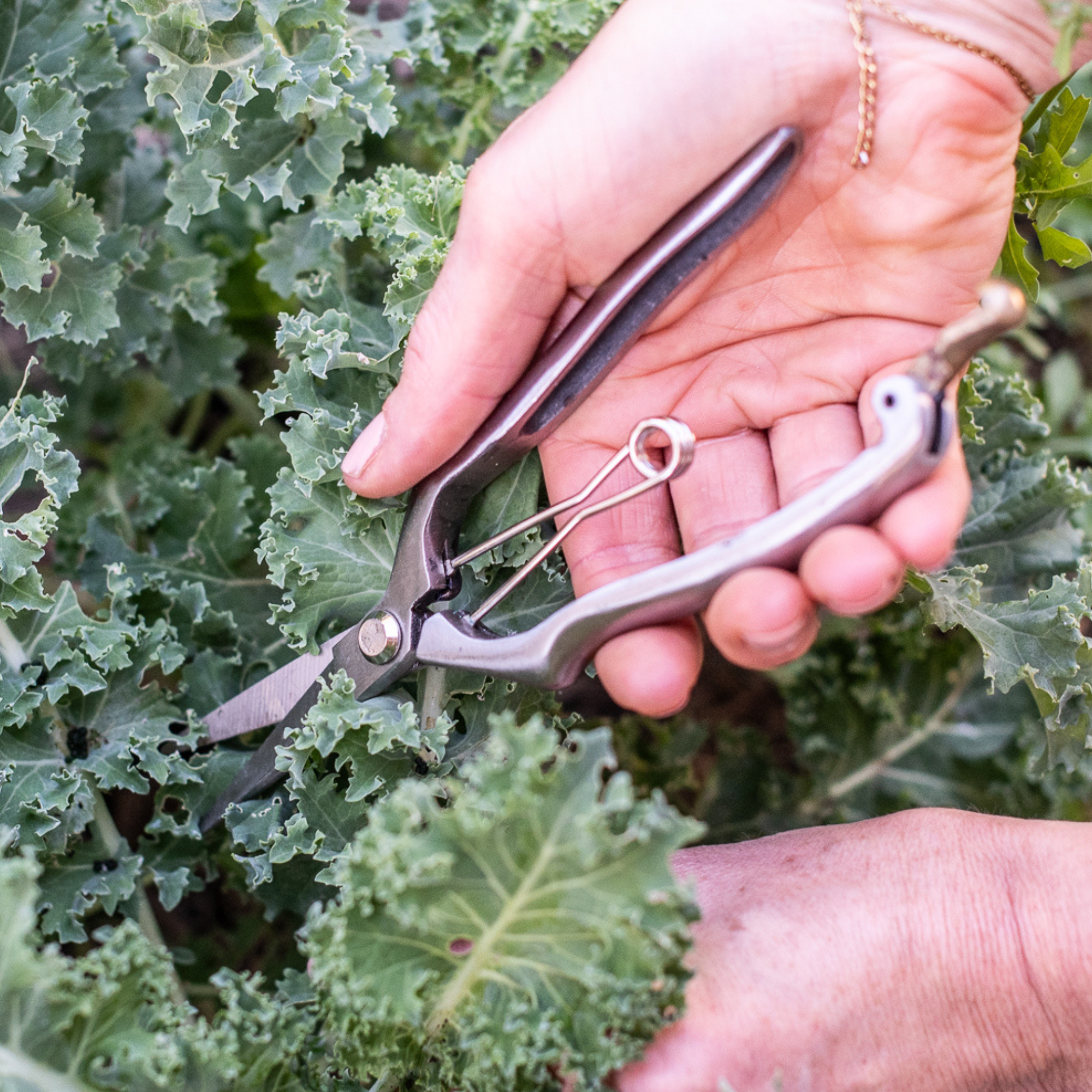 Stainless steel garden snips harvesting leafy greens in vegetable garden