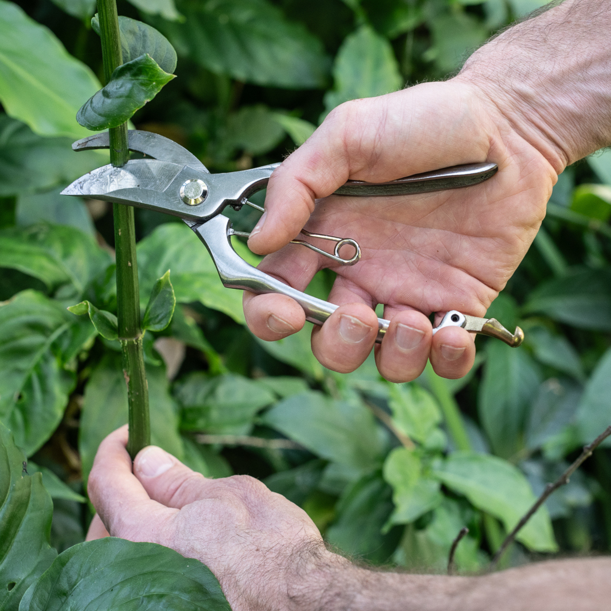 Stainless steel garden secateurs cutting a green plant stem with clean bypass action