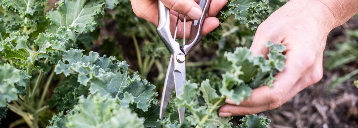 Pruning Tools